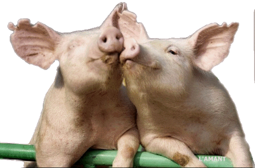 Cerditos animados enamorados - Imagui