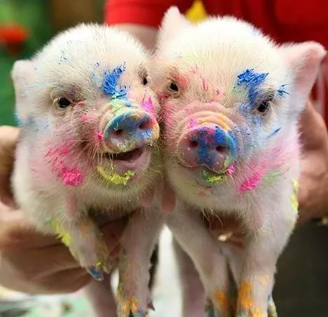 Cerditos Pintores | Cute | Pinterest