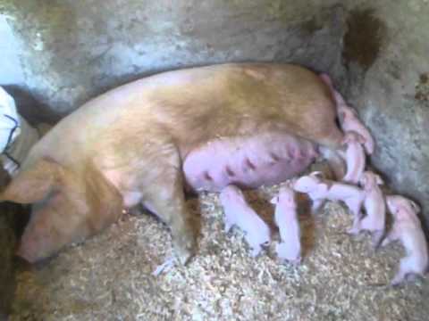 Cerditos recién nacidos - YouTube