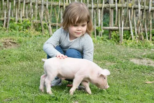 Cerditos vietnamitas como mascotas de compañía - Mis animales