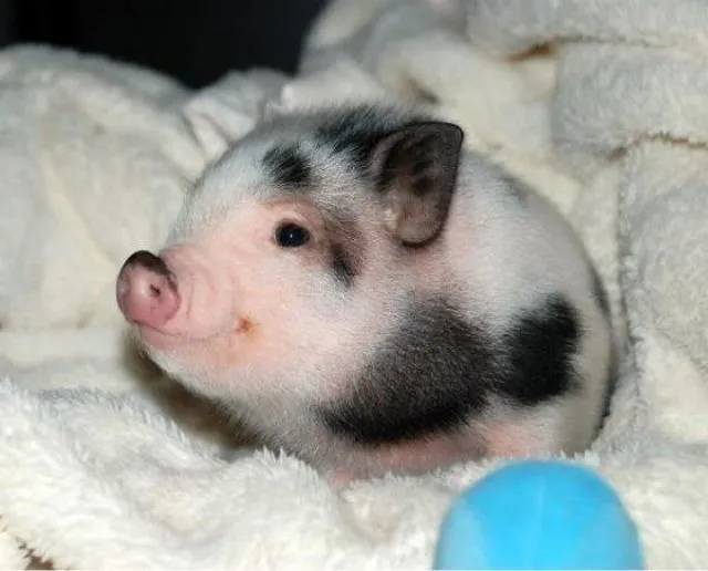 cerdo vietnamita bebe. | Honey babies | Pinterest