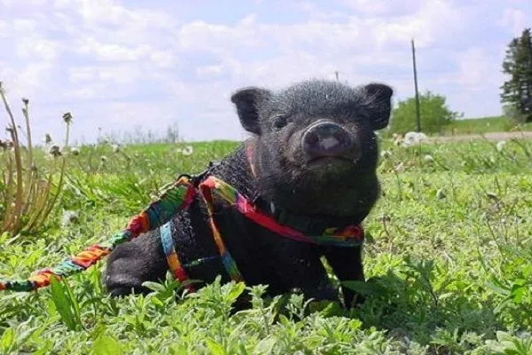 Un cerdo vietnamita como mascota
