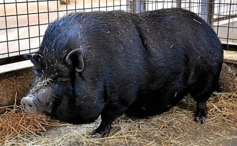 El cerdo vietnamita: de mascota de moda al abandono | Baleares ... El cerdo vietnamita: de mascota de moda al abandono | Baleares ...