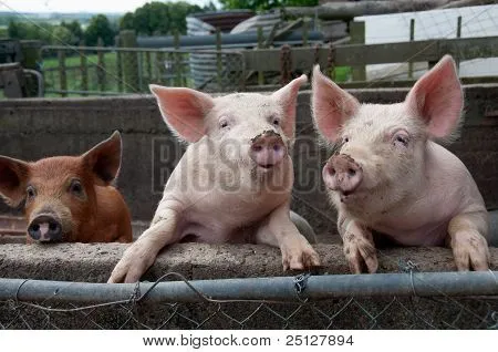 Cerdos Graciosos Fotos stock e Imágenes stock | Bigstock Cerdos Graciosos Fotos stock e Imágenes stock | Bigstock
