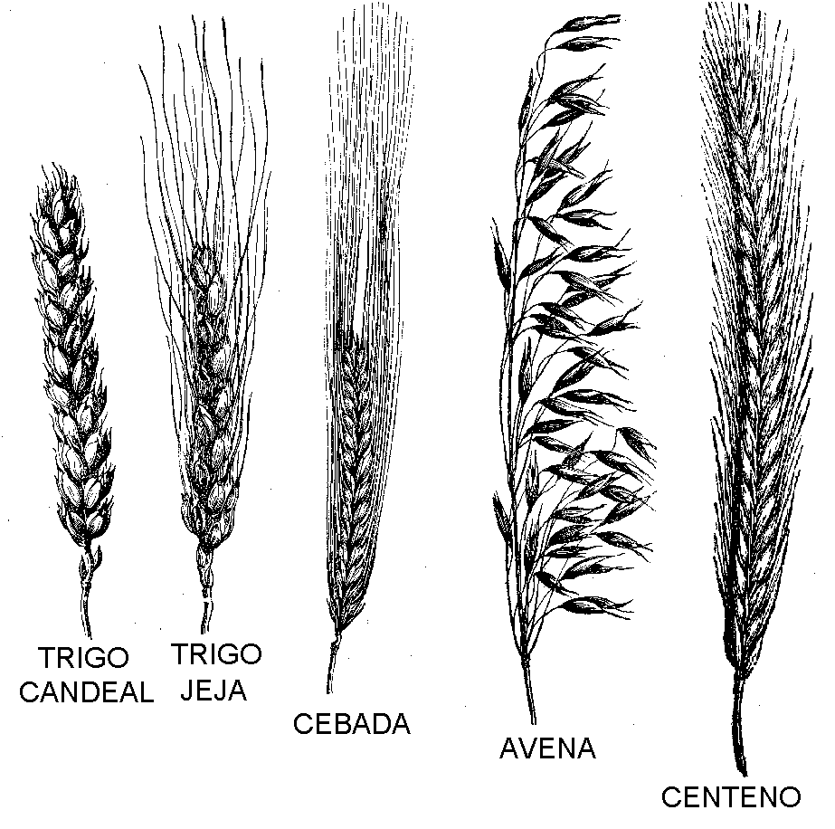 Cereales dibujos - Imagui