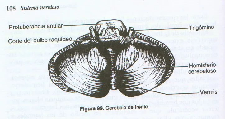 El cerebelo - Monografias.com