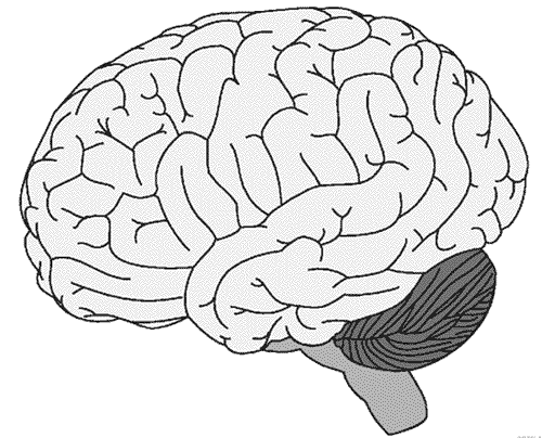 DIBUJO DEL CEREBRO HUMANO PARA IMPRIMIR - Imagui