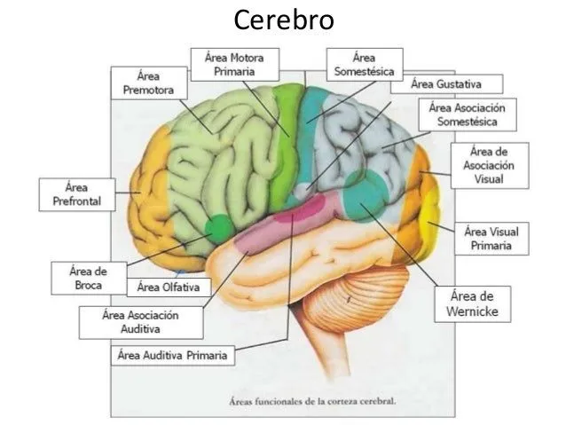 Cerebro cada parte y su funcion