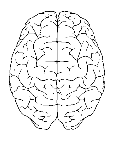 Cerebro humano para colorear - Imagui