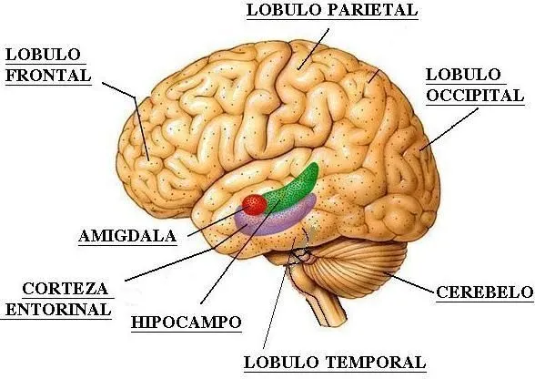 CEREBRO HUMANO Y SUS PARTES - 2 | Cerebro | Pinterest CEREBRO HUMANO Y SUS PARTES - 2 | Cerebro | Pinterest