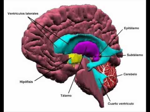 EL CEREBRO HUMANO. UNIVERSIDAD HISPANA CAMPUS CD. SERDÁN - YouTube