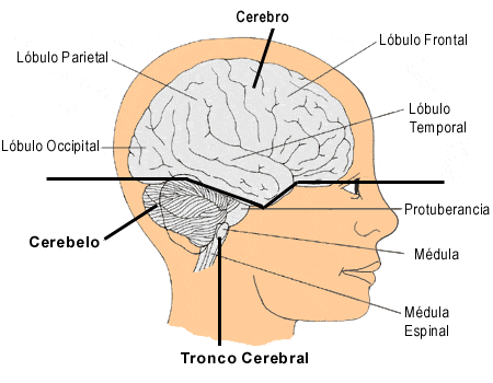 El cerebro, esa máquina tan potente como misteriosa | Blogodisea