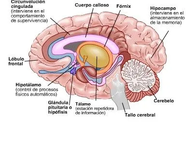 CNF: CIENCIA, NATURALEZA Y FUTURO: junio 2009 CNF: CIENCIA, NATURALEZA Y FUTURO: junio 2009