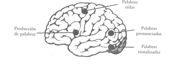 CÓMO SE ANALIZA EL CEREBRO?. Los beneficios de la tecnología ... CÓMO SE ANALIZA EL CEREBRO?. Los beneficios de la tecnología ...