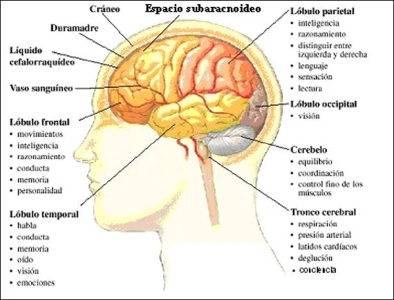 El cerebro. Partes. Funciones del cerebro.|Bueno Saber