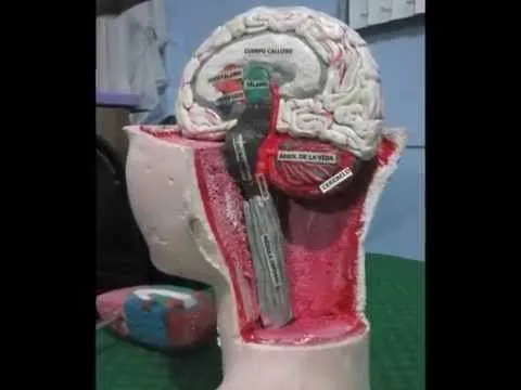 CEREBRO DE PLASTILINA Y CABEZA DE UNICEL. - YouTube CEREBRO DE PLASTILINA Y CABEZA DE UNICEL. - YouTube