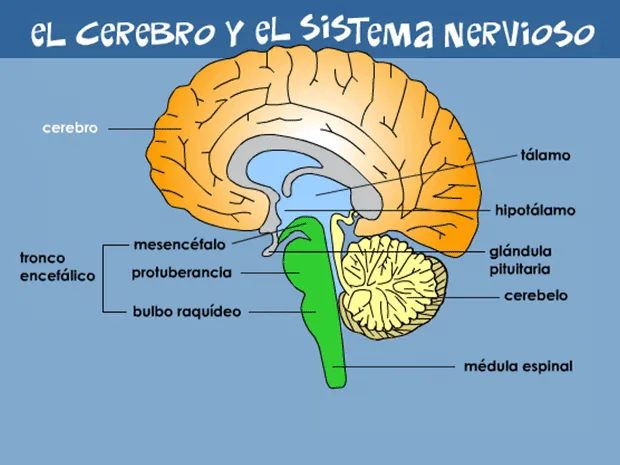 Tu cerebro y sistema nervioso