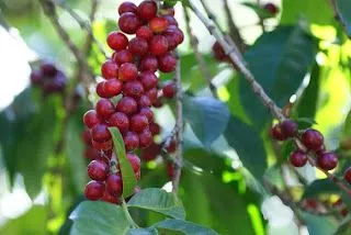 El Cerezo en los primeros días del año... el café de Nejapa entre los mejores del mundo...