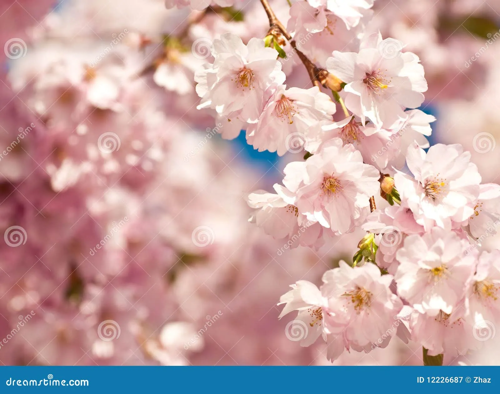 Cerezo Japonés Fotografía de archivo libre de regalías - Imagen ...