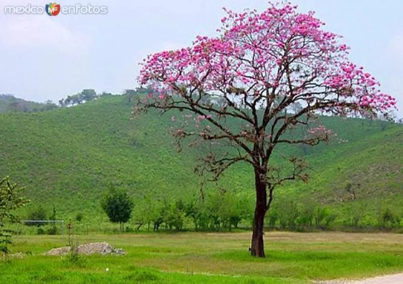 Cerezo rosa - Tambaque, San Luis Potosí (