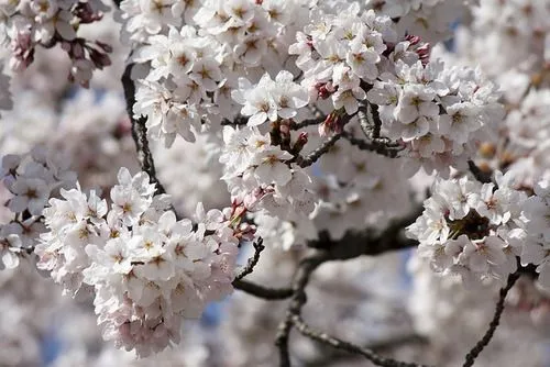 Los cerezos en Corea y el festival de Jinhae | Dorito Coreano Los cerezos en Corea y el festival de Jinhae | Dorito Coreano