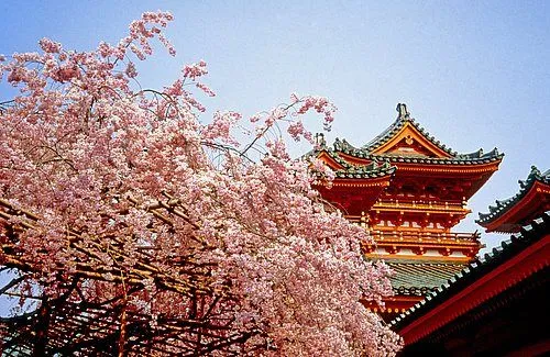 Cerezos en flor · National Geographic en español. · Actualidad Viajera