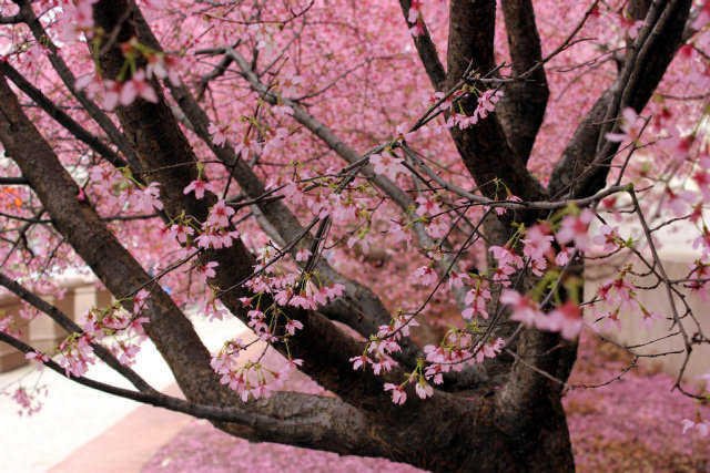 Los cerezos japoneses de washington cumplen cien años | Cjaronu's Blog