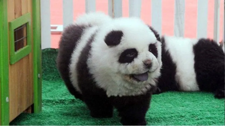 Cerraron un circo que disfrazaba perros Chow Chow de osos panda ... Cerraron un circo que disfrazaba perros Chow Chow de osos panda ...