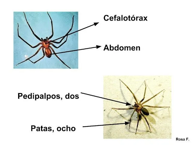 La Chachipedia: Artrópodos