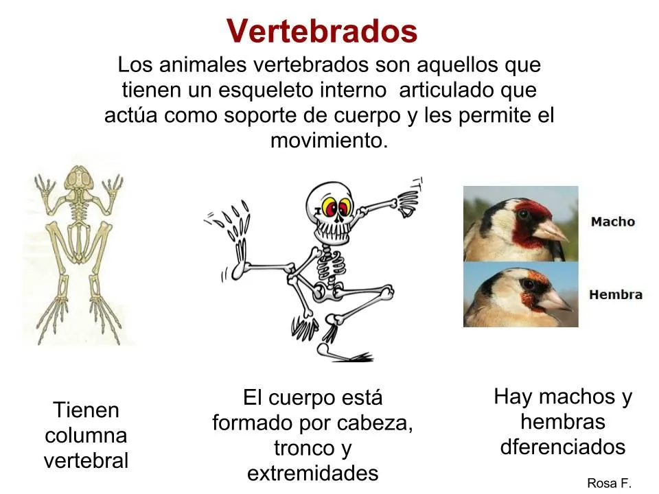 La Chachipedia: Los camaleones