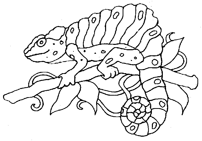 La Chachipedia: Dibujos de camaleones para colorear, para imprimir ... La Chachipedia: Dibujos de camaleones para colorear, para imprimir ...