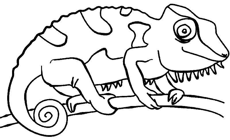 La Chachipedia: Dibujos de camaleones para colorear, para imprimir ... La Chachipedia: Dibujos de camaleones para colorear, para imprimir ...