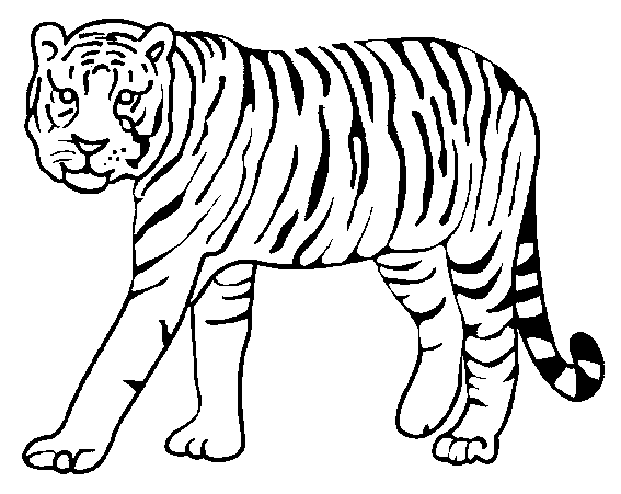 La Chachipedia: Dibujos de tigres para colorear y para imprimir ...