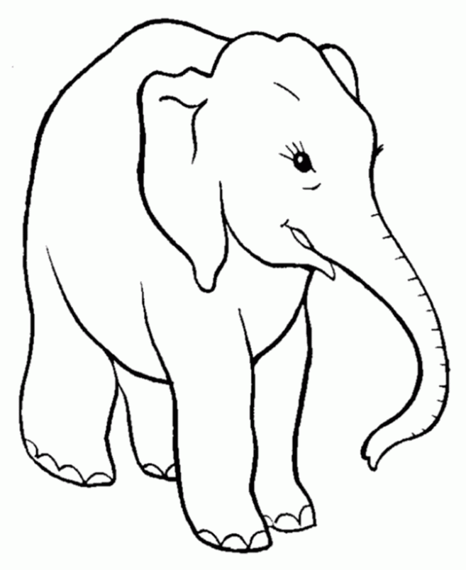 Maestra de Infantil: Los elefantes. Características, clasificación ...