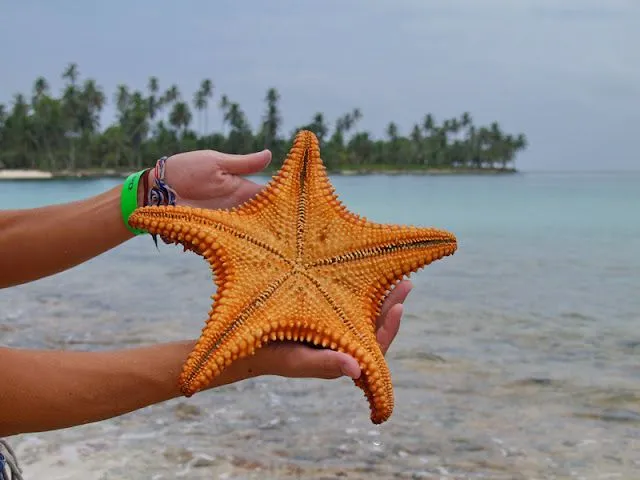 La Chachipedia: Las estrellas de mar La Chachipedia: Las estrellas de mar