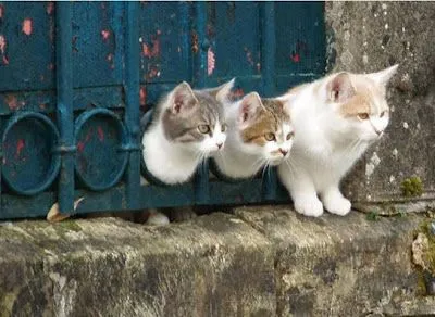 La Chachipedia: Los gatos. Felis silvestris catus. La Chachipedia: Los gatos. Felis silvestris catus.