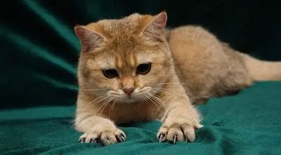 La Chachipedia: Los gatos. Felis silvestris catus.