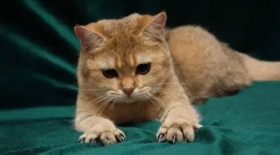 La Chachipedia: Los gatos. Felis silvestris catus. La Chachipedia: Los gatos. Felis silvestris catus.