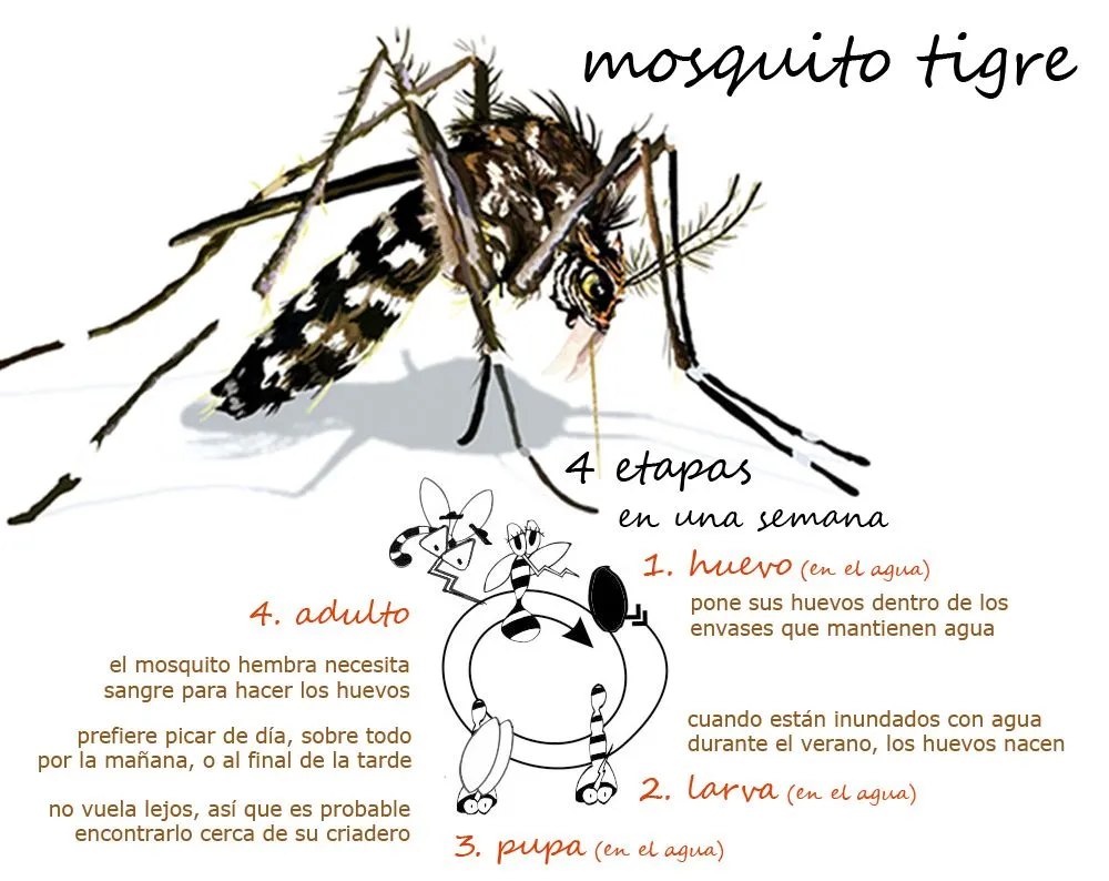 La Chachipedia: El mosquito tigre
