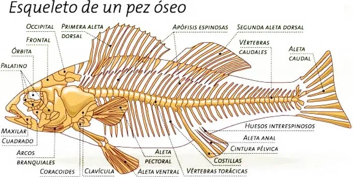 La Chachipedia: Peces