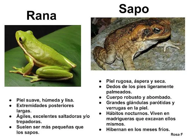 La Chachipedia: Las ranas y los sapos. Anuros La Chachipedia: Las ranas y los sapos. Anuros