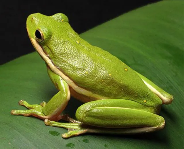 La Chachipedia: Las ranas y los sapos. Anuros La Chachipedia: Las ranas y los sapos. Anuros