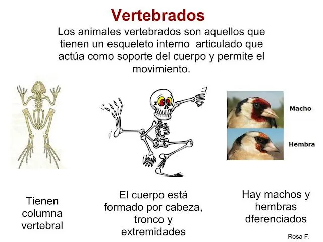 La Chachipedia: Vertebrados
