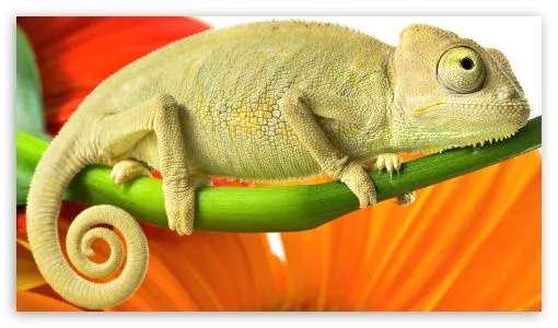 Chameleon HD desktop wallpaper : High Definition : Mobile Chameleon HD desktop wallpaper : High Definition : Mobile