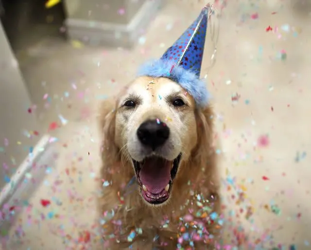 Champ, un perro muy feliz