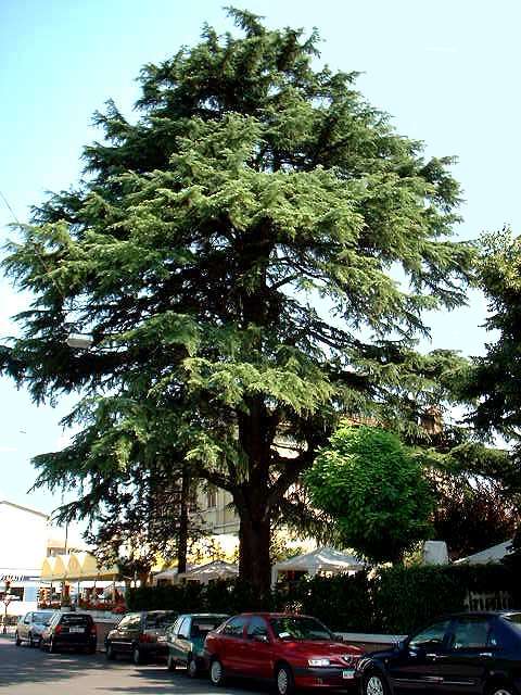 Chañar y Cedro