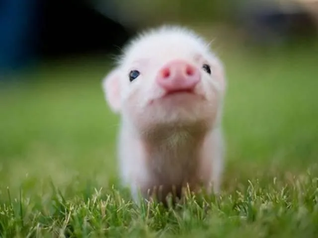 Chanchito Bebe! | Animals | Pinterest | Bebe Chanchito Bebe! | Animals | Pinterest | Bebe
