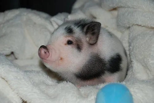 Chanchito tierno - Imagui