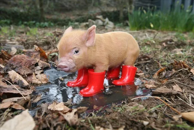 Los chanchitos más tiernos de la Tierra ~ #Like! ~ Infobae.com