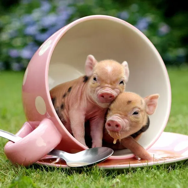 Los chanchitos más tiernos de la Tierra ~ #Like! ~ Infobae.com Los chanchitos más tiernos de la Tierra ~ #Like! ~ Infobae.com